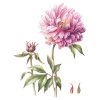 Janneke Brinkman Giclee Pioenroos-0