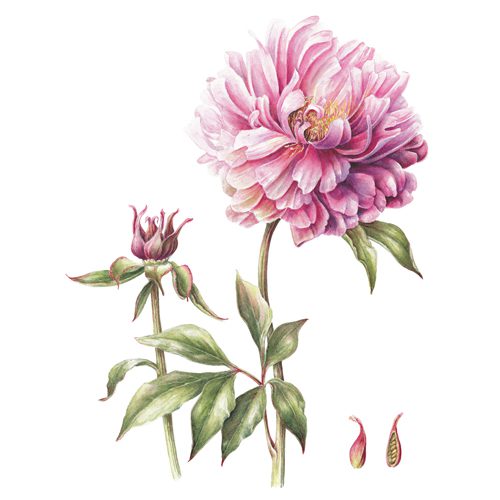 Janneke Brinkman Giclee Pioenroos-0
